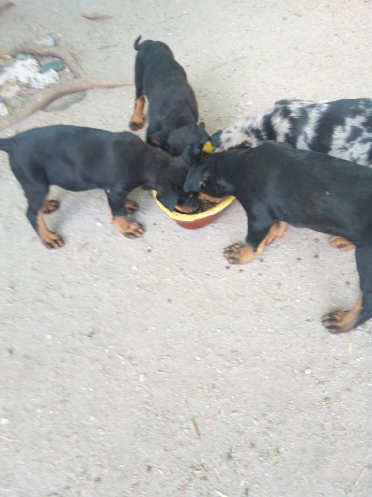 Chiot Berger de Beauce du souvenir de Varof